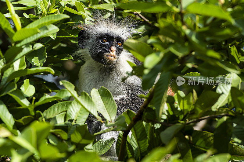 桑给巴尔红疣猴(Procolobus kirkii)